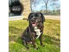 Marley, Labrador Retriever For Adoption In Seagoville, Texas