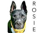 Rosie, Staffordshire Bull Terrier For Adoption In Seagoville, Texas