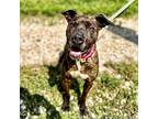 Boudreaux, American Pit Bull Terrier For Adoption In Seagoville, Texas