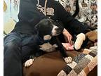 Loki, Labrador Retriever For Adoption In Helotes, Texas