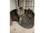 Emma, Domestic Shorthair For Adoption In Etobicoke, Ontario