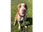 Mikey, American Staffordshire Terrier For Adoption In Tulare, California