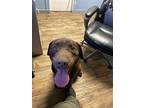 Baxter, Labrador Retriever For Adoption In Tuttle, Oklahoma
