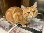 Monarch, Domestic Shorthair For Adoption In Chicago, Illinois