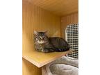 Orion, Domestic Shorthair For Adoption In Chicago, Illinois