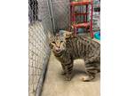 Johnny Cats, Domestic Shorthair For Adoption In Greenville, North Carolina