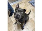 Jack (mcas), American Pit Bull Terrier For Adoption In Troutdale, Oregon