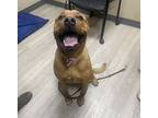 Anne, American Pit Bull Terrier For Adoption In Oceanside, California