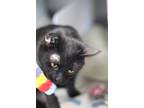 Ronda, Domestic Shorthair For Adoption In Walla Walla, Washington