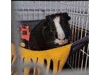Warren, Guinea Pig For Adoption In Hughesville, Maryland