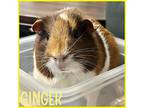 Ginger, Guinea Pig For Adoption In Hughesville, Maryland