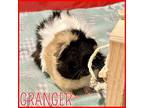 Granger, Guinea Pig For Adoption In Hughesville, Maryland