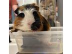 Tripp, Guinea Pig For Adoption In Hughesville, Maryland