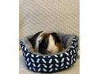 Lola, Guinea Pig For Adoption In Hughesville, Maryland