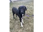 Lilly, Labrador Retriever For Adoption In Massillon, Ohio