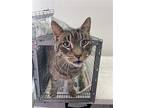 Tiger Chase, Domestic Shorthair For Adoption In Trenton, New Jersey