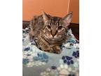 Coyote, Domestic Shorthair For Adoption In Rochester, Minnesota