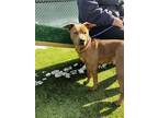 Travis Kelce, Terrier (unknown Type, Small) For Adoption In Wantagh, New York