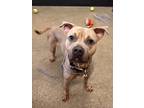 Cubby V 46, American Pit Bull Terrier For Adoption In Cleveland, Ohio