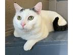 Bruce, Domestic Shorthair For Adoption In Versailles, Kentucky