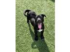 Chomp, Labrador Retriever For Adoption In Downers Grove, Illinois