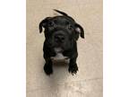 Purple Rain, American Pit Bull Terrier For Adoption In Philadelphia