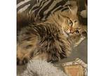 Zeke, Domestic Shorthair For Adoption In Kalamazoo, Michigan