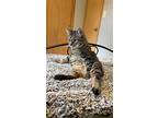 Adelle, Domestic Shorthair For Adoption In Union Grove, Wisconsin