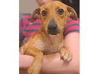 Sierra, Dachshund For Adoption In El Dorado, Arkansas