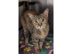 Tinkerbell, Domestic Shorthair For Adoption In The Colony, Texas