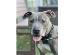 Sam, American Pit Bull Terrier For Adoption In Sacramento, California