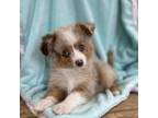 Red Merle Aussie Boy- Alder