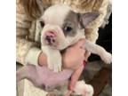 French Bulldog Puppy for sale in Torrington, CT, USA