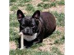 French Bulldog Puppy for sale in Springfield, OR, USA