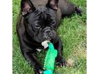 French Bulldog Puppy for sale in Springfield, OR, USA