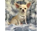 Chihuahua Puppy for sale in Jasper, MO, USA