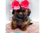 Shih-Poo Puppy for sale in Statesville, NC, USA