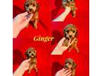 Ginger-Small-Mini Cockapoo