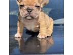 French Bulldog Puppy for sale in Long Prairie, MN, USA