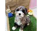 Mutt Puppy for sale in Covina, CA, USA