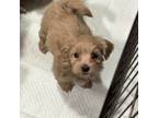 Havanese Puppy for sale in Central Point, OR, USA