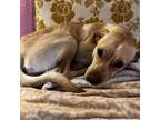 Adopt Bailey a Yellow Labrador Retriever