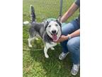 Adopt LOBA a Siberian Husky