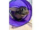 Adopt Nala a Bunny Rabbit