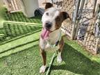 Adopt ULANA a Pit Bull Terrier, Mixed Breed