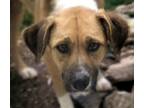 Adopt PAULA* a German Shepherd Dog, Black Mouth Cur