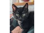 Adopt Macy a Domestic Short Hair