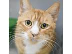 Adopt Abee a Domestic Short Hair