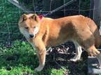 Adopt Mika a Shiba Inu, Chow Chow