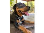 Adopt Roxie -- California a Rottweiler